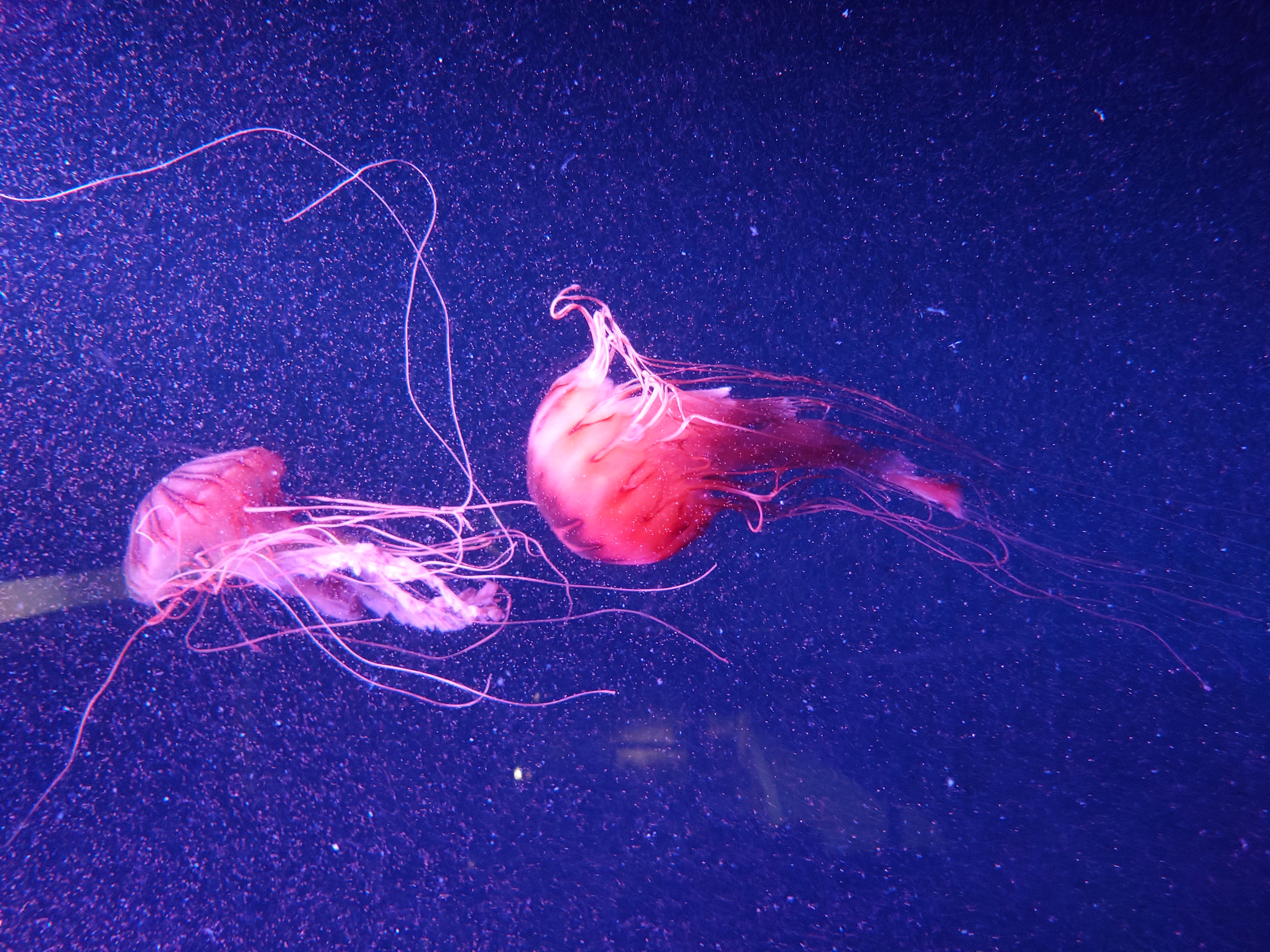 アカクラゲ：京都水族館