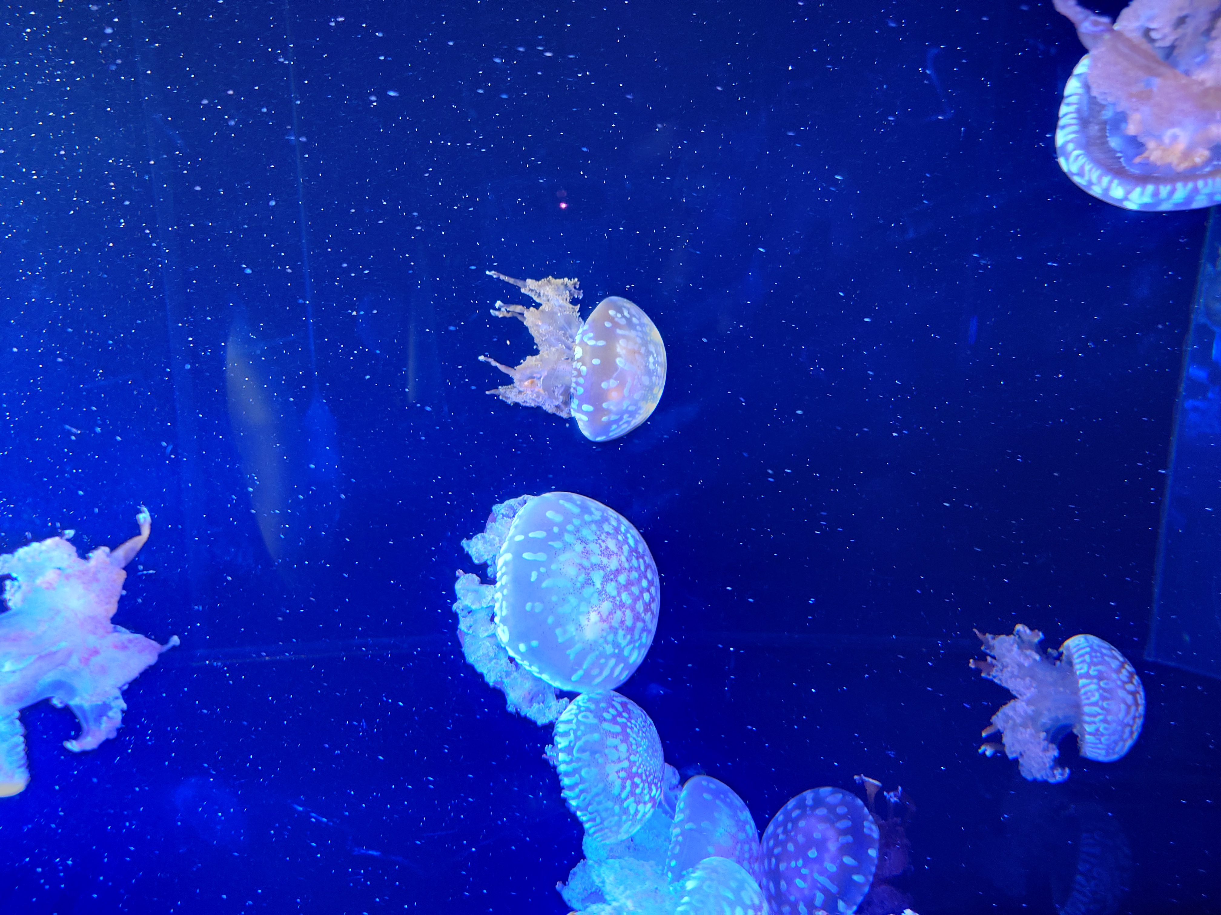 タコクラゲ：神戸須磨シーワールド