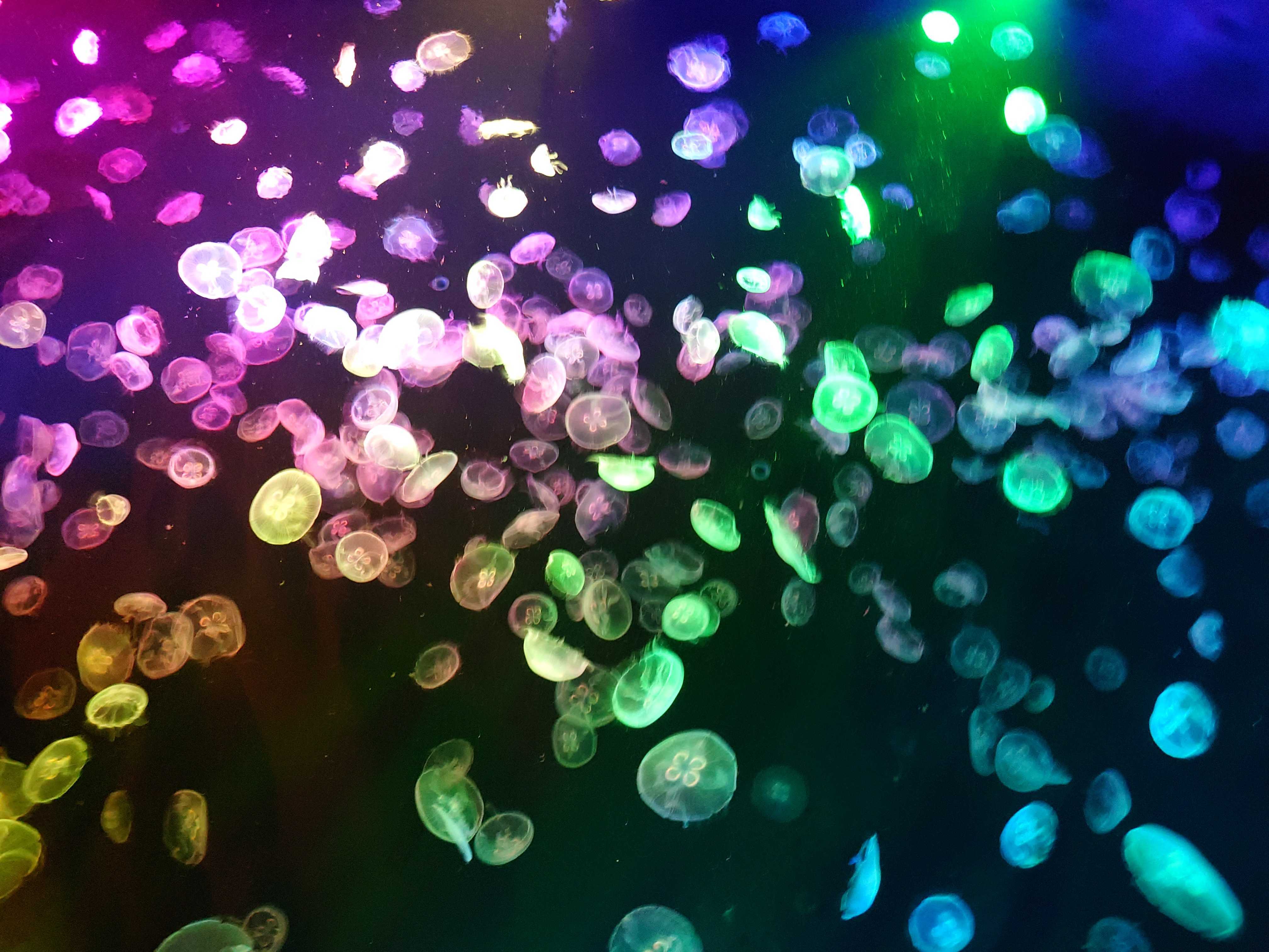 ミズクラゲ：すみだ水族館