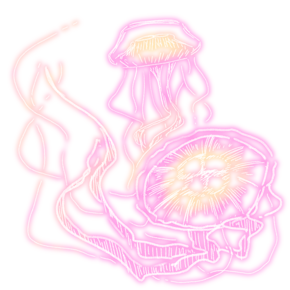 アマクサクラゲ